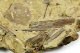 Fascinating Leaf and Dinosaur Fossils in Sandstone - Wyoming #371520-1